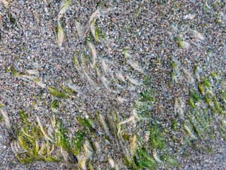 A textured view of a rock embedded in sand, featuring green algae growths and natural patterns