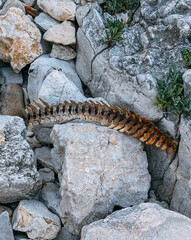 A weathered vertebrae spine rests on a rocky surface with surrounding greenery, showcasing nature's remnants in a rugged setting
