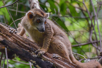 A Crowned Lemur lresting on a dead branch in the forest of northern Madagascar