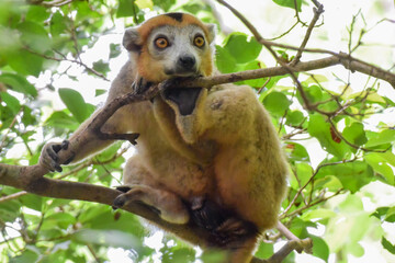 A Crowned Lemur looking down at the camera from the tree canopy of the northern Madagascar forest