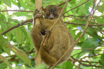 A Nosy Be Sportive Lemur resting under the leaf canopy on the Lokobe preserve on the island of Nosy Be off northwestern Madagascar