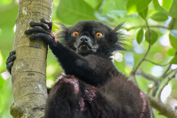 A male Black Lemur resting under the leaf canopy in the Lokobe preserve on the island of Nosy Be off northwestern Madagascar