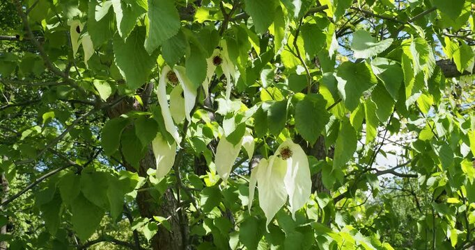 (Davidia involucrata) Dove or ghost tree flowering in balls of stamens surrounded by hanging decorative white bracts and green leaves fluttering in the wind like pinched handkerchiefs