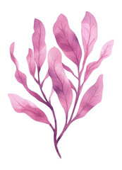 Fototapeta premium PNG Watercolor seaweed illustration leaf pink.