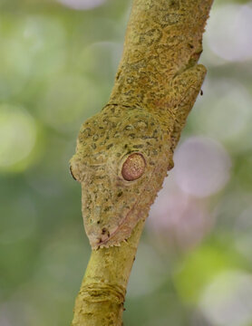 A Fringed Leaf-Tailed Gecko motionless and camouflaged on a narrow branch n the lokobe preserve on the island of Nosy Be of northwestern Madagascar