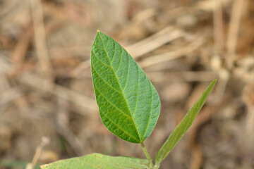 Fototapeta premium Soybean leaves (scientific name - Glycine max)