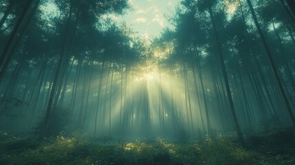 Mystical sunlit forest