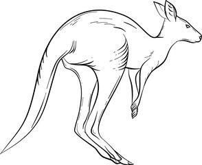 Kangaroo hand drawn outline vector