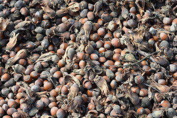 A ground covered in freshly harvested hazelnuts