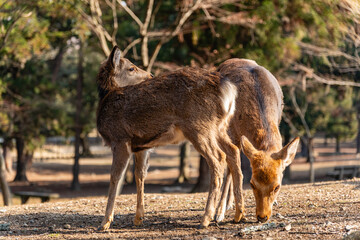 Close-up of  two deer  in the woods on a sunny day in Nara Park, Japan.