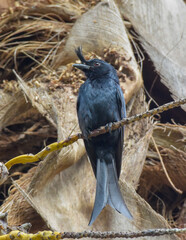 A close up of an adult Crested Drongo perched on a palm fron stalk in the forest of Nosy Be island off northwestern Madagascar