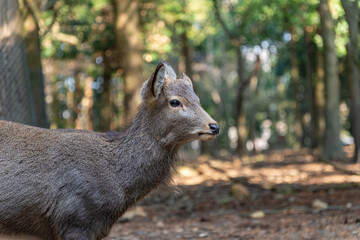 Close-up of  deer  in the woods on a sunny day in Nara Park, Japan.