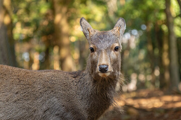 Close-up of  deer  in the woods on a sunny day in Nara Park, Japan.