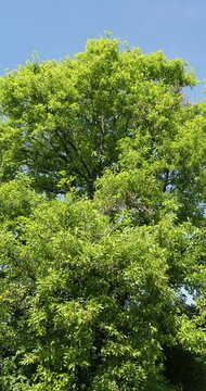 (Quercus libani) Lebanon oak, superb large park tree with rounded crown with branches adorned of dense shiny green foliage and filamentous golden-yellow spring flowers swaying slightly in the wind