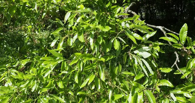 (Quercus libani) Lebanon oak tree with leathery and shiny green petiolate leaves, spiny and curved tips, pointed heart-shaped base on olive-brown twigs and filamentous flowers fluttering in the wind
