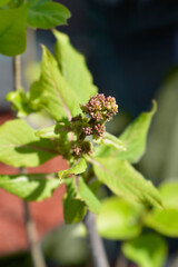 Preston lilac Miss Canada branch with flower buds (scientific name - Syringa prestoniae)