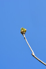 Flowering ash Louisa Lady branch with flower buds against the blue sky -(scientific name - Fraxinus ornus)