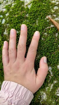 Touching a mossy rock with a hand, closeup of the texture