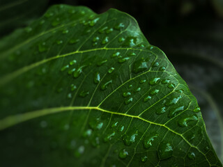 green leaf with water drops with blurry background 