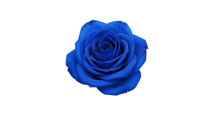 A single vibrant blue rose with detailed petals isolated against a stark black background center frame