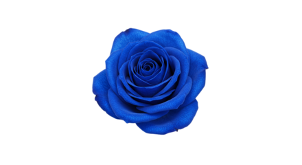 A single vibrant blue rose with detailed petals isolated against a stark black background center frame