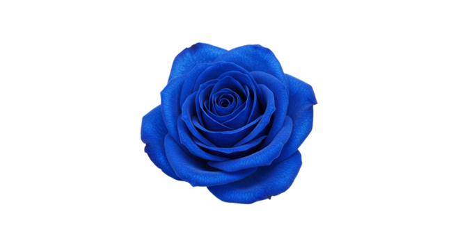 A single vibrant blue rose with detailed petals isolated against a stark black background center frame