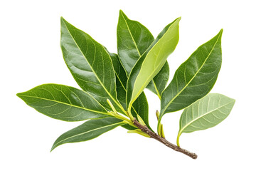 Fototapeta premium Dark green bay leaves with shine