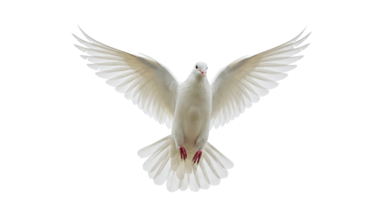 A white dove with outstretched wings is flying in the air against a black background in a close up shot