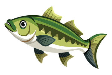 Vector Illustration of a Bass Fish Isolated on White Background.