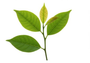 Obraz premium Green leaves and stem isolated on white background