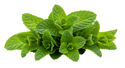 A vibrant bunch of fresh green mint leaves arranged closely together on a black background isolated shot