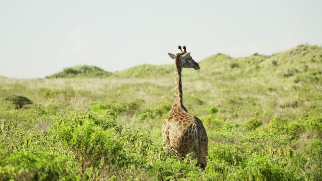 Masai giraffe stands in lush rolling greenery of Arusha National Park in Africa. Giraffa tippelskirchi in the wild in Tanzania safari land during daytime running free in beautiful landscape habitat