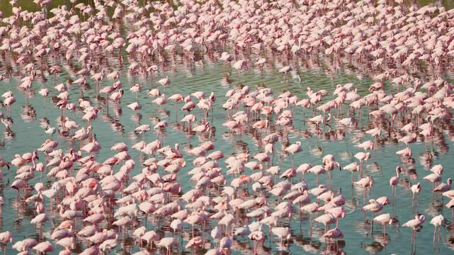 Wide shot of flock of Lesser Flamingos wading in alkaline waters of Lake Momella. Wild animals in Arusha National Park in Tanzania Africa. Pink hues against shimmering blue ripples. Group of birds