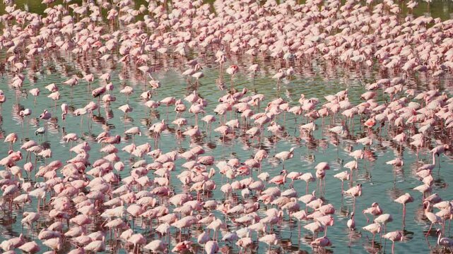 Flock of Lesser Flamingos in habitat in alkaline lake of Momella in Africa. Arusha National Park in Tanzania home to pink colored flamingos wading in soda lake. Safari vacation in Africa bird watching
