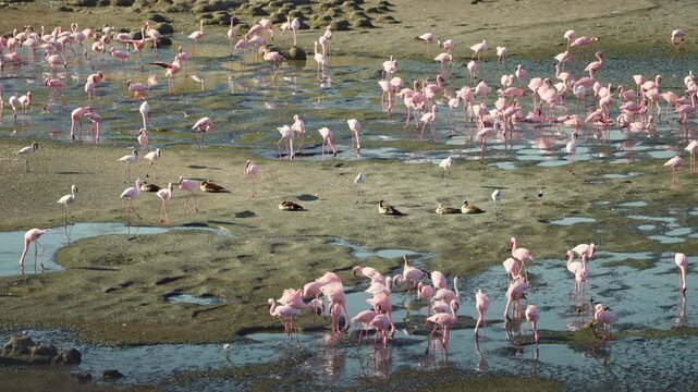 Pink flamingos in alkaline soda lake of Lake Momella in Tanzania Africa. Beautiful flock of exotic birds walk around wading outdoors in safari conservation protected area in Arusha National Park
