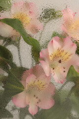 Smoke Soft focus green, pink leaf and flower bouquet through glass with wet water drops. Abstract...