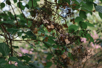 Dried Hydrangea Flower Heads and Seed Pods on Branch