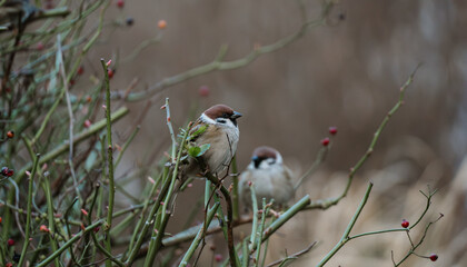 Eurasian Tree Sparrows on a Shrub with Berries