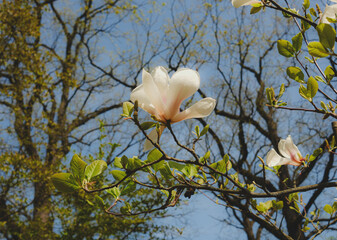 Magnolia Blossoms and Branches Against Blue Sky