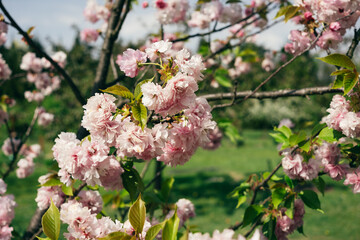Pink Cherry Blossoms on Branch