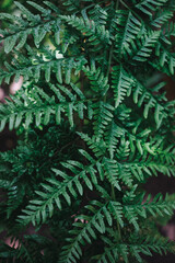 Water Droplets on Fern Fronds