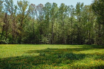 Obraz premium Deciduous Forest and Dandelion Meadow