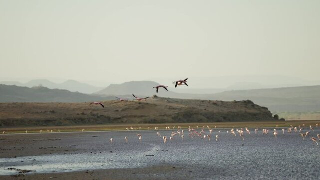 Lesser flamingos fly in formation over Natron Lake in Tanzania Africa safari. Beautiful natural habitat with pink flamingos and other birds in Arusha region. Alkaline soda rich water for nesting