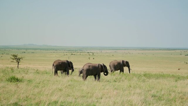 Elephants walk through tall grass under clear sky in Serengeti Park. Slowly moving across open savanna landscape. Natural wildlife scene, peaceful and undisturbed in Tanzania, Africa safari
