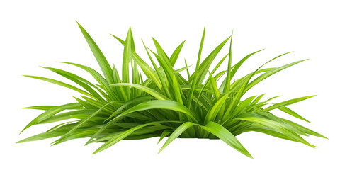 Obraz premium Lush green grass bush isolated on transparent background, fresh natural plant for eco, garden, and landscaping concepts