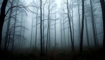 Obraz premium foggy forest filled with lots of trees