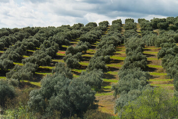 rows of olive trees on hill