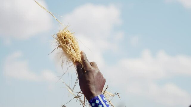 Hand holds dried grass against a bright sky. Wears a patterned wristband. Traditional show of fire making with wood and friction drill by Maasai people. Tanzania Africa indigenous people in village