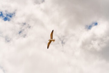 Seagull glides gracefully against a cloudy sky.