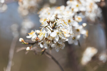 Fruit tree. Close-up of tiny flowers. Blurred background. Sunny April day.